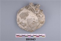 藏品(貝類化石)的圖片